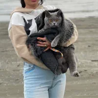 گربه پرشین اسکاتیش