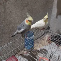 عروس هلندی|پرنده|شیراز, بید زرد|دیوار