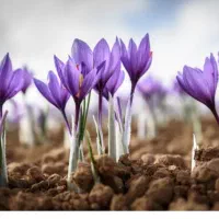 گل زعفران .خرید .فروش .