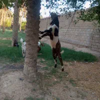 یک عدد بز پاکستانی نر|حیوانات مزرعه|شادگان, |دیوار