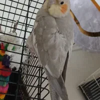 عروس هلندی|پرنده|رضویه, |دیوار