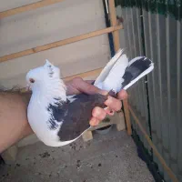 کفتر هما شازده|پرنده|تهران, توحید|دیوار