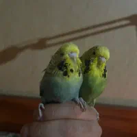 جوجه مرغ عشق انگلیسی دستی ۳ ماه