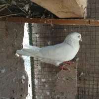 بمبویی نر پرشی|پرنده|بوشهر, |دیوار