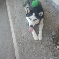 سگ هسکی