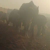 کارگر در گاوداری