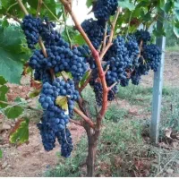 نهال انگور سیاه ریشه دار درجه یک