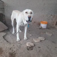 سگ خراسانی|سگ|رفسنجان, |دیوار