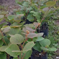 نهال کیوی هایوارد یکساله درجه یک