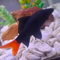 ماهی شارک دم قرمز و کرم