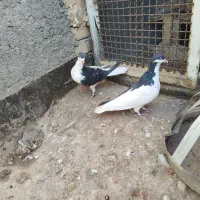 یک جفت چپ سیاه نروماده بدون عیب|پرنده|رادکان, |دیوار