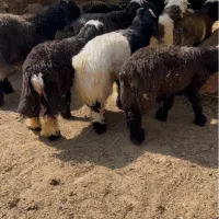 بره