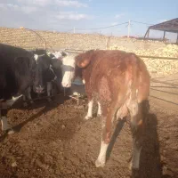 گاوشیری|حیوانات مزرعه|ساروق, |دیوار