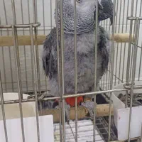 جوجه کاسکو حلقه پا رام دستی ۹ماهه ۲۰کلام|پرنده|تهران, اسکندری|دیوار