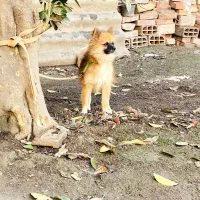 سگ پاکوتاه پامرین