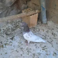 جفت کفتر کله سرخ کلاهی|پرنده|بافت, |دیوار