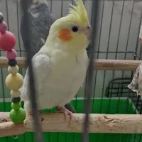 عروس هلندی یکی نر دوتا ماده با قفس وسه تا فنچ|پرنده|کرج, گلشهر|دیوار