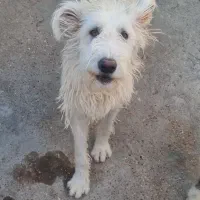 سگ قدرجونی ماده|سگ|شوشتر, |دیوار