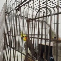 عروس هلندی خاکستری