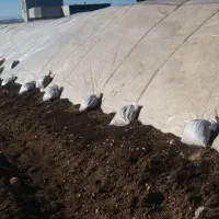 کاه گندم دیم