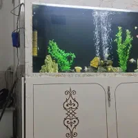 اکواریوم بزرگ|ماهی|سبزوار, امام خمینی (ناوی)|دیوار