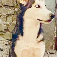 هاسکی نر|سگ|زاهدان, |دیوار