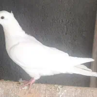 پرشی|پرنده|نقده, |دیوار