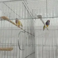 فنچ گلدین    کراواتی جغدی زبرا نرگسی