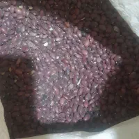 لوبیاقرمز   گندم    بادام