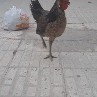 مرغ لاری و خروس گلین|حیوانات مزرعه|شیراز, دارالرحمه|دیوار