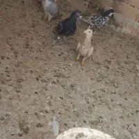 کبوتر جفتی