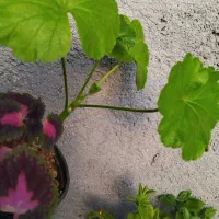 گل حسن یوسف و...|گل و گیاه طبیعی|مشهد, میان ولایت|دیوار