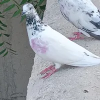 ماده تک|پرنده|کنارک, |دیوار
