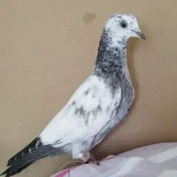 کبوتر رفتنی جوجه