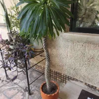 نخل ماداگاسکار|گل و گیاه طبیعی|فولادشهر, B1|دیوار