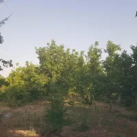 فروش زمین ۵۰۰ متری در شهرک والفجر|فروش زمین و ملک کلنگی|شیراز, شهرک والفجر|دیوار