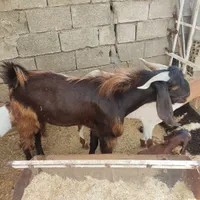 کهره پاکستانی