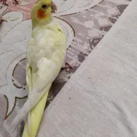 جوجه عروس هلندی