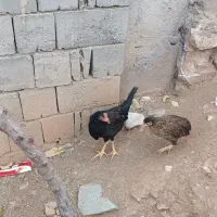 جوجه لاری و محلی و کوردی|حیوانات مزرعه|بانه, |دیوار