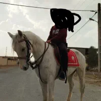 اسب عرب کرد