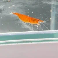 شریمپ میگو کامبارلوس ماهی پلنت گوپی