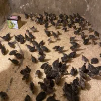 فروش جوجه ۱ روزه تا نیمچه بیوتی ۶ و برنز انگلیسی