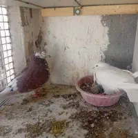 کفتره گرو|حیوانات|قم, شاه ابراهیم|دیوار