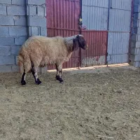 بره قوچ صدامی اصیل یک ساله|حیوانات مزرعه|گیلان غرب, |دیوار