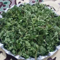 کاکوتی درجه ۱