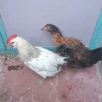 دوعدد نیمچه یکی مرغ یکی خروس