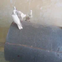 کبوتر طوقی شازده یا سرور