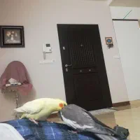 عروس هلندی جفت. نر سخنگو|پرنده|مشهد, فتح المبین|دیوار