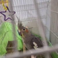 عروس هلندی نر|پرنده|الوند, |دیوار