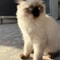 گربه هیمالین
